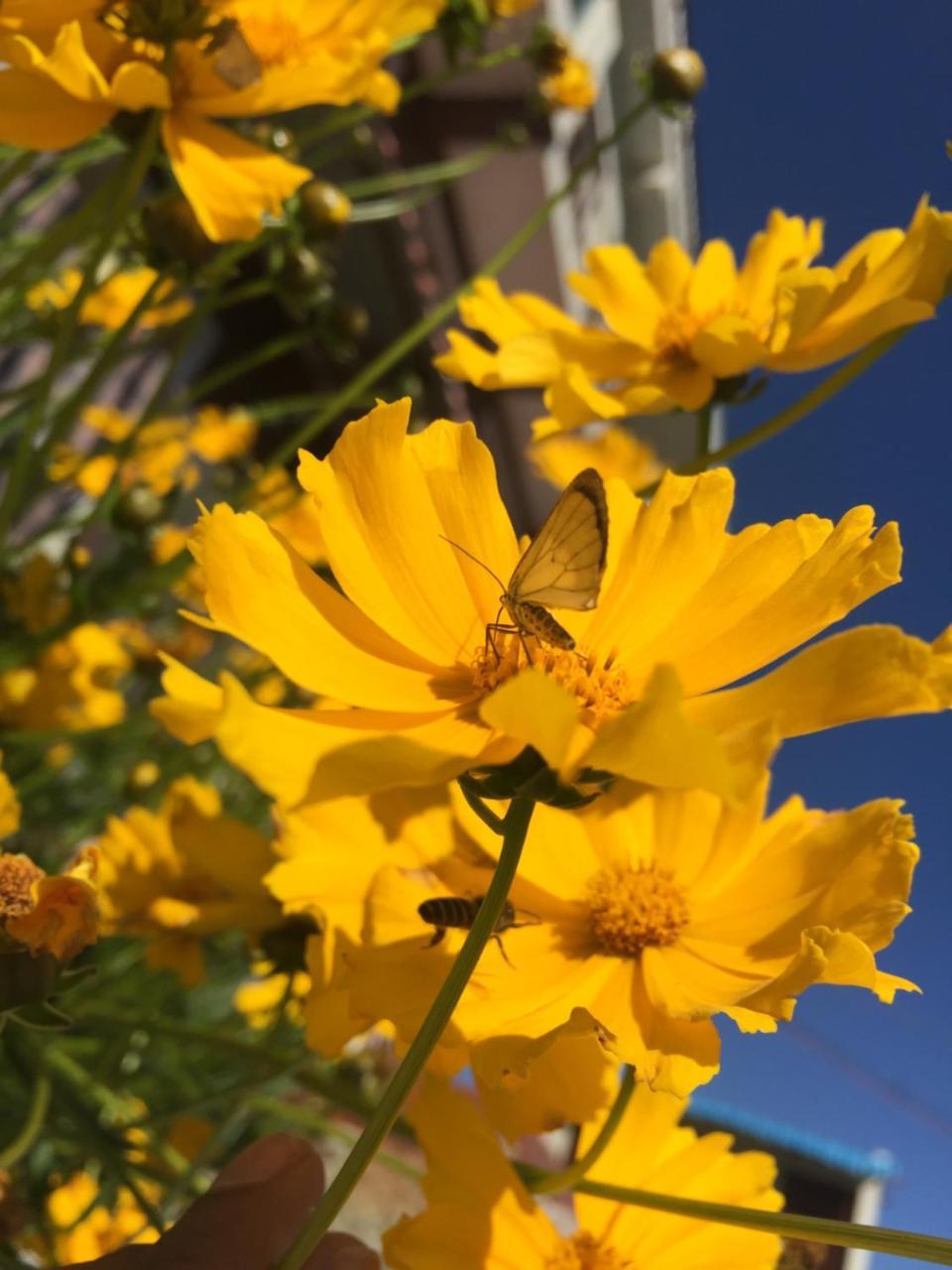 Zion Elite Residency Hotel Kodaikanal Zewnętrze zdjęcie